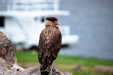red tailed hawk