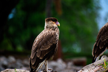 red tailed hawk