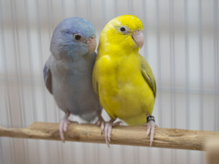 Naklejka premium Two forpus parrotlet bird pastel cobalt and pastel dark green stay together on branch in cage. Selective focus