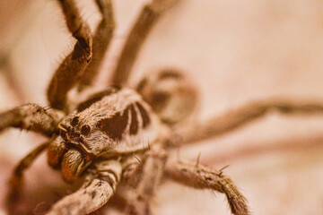 spider on the wall