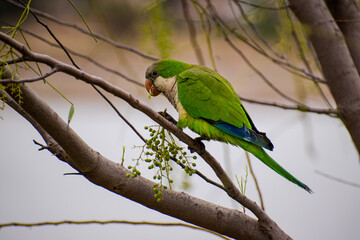 green winged macaw