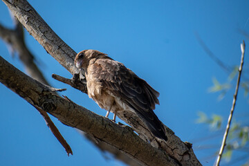 red tailed hawk