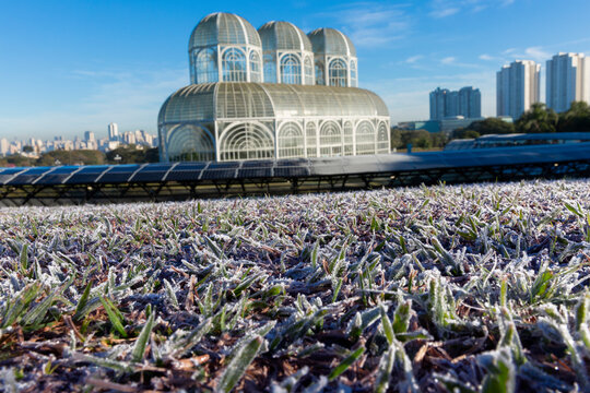Fototapeta Frost in the Botanical Garden of Curitiba.
