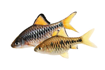 Checker barb Aquarium fish Oliotius oligolepis	
