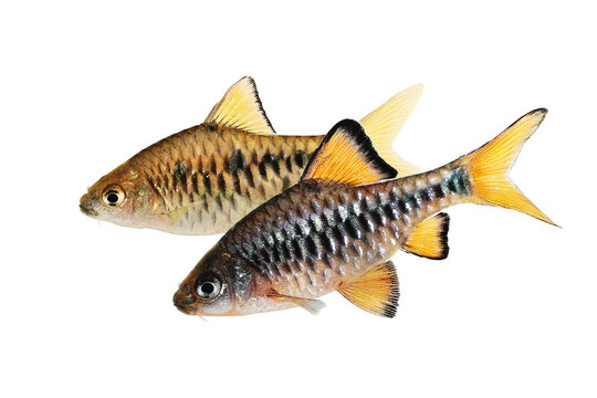 Checker barb Aquarium fish Oliotius oligolepis	
