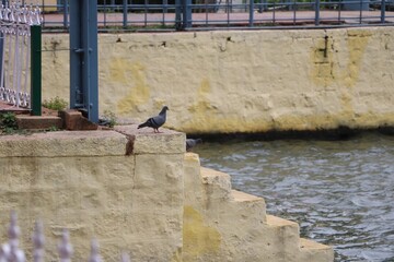 adorable pigeon on stone stairs looking into water	