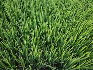 green grass close up