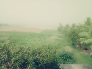 green trees plants grass foggy sky