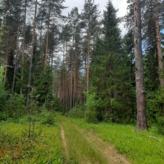 Fototapeta premium forest