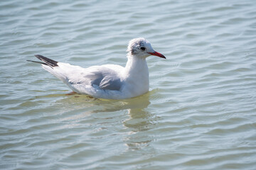 Seagull, The European herring gull, swims in the sea