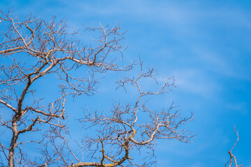 Autumn or winter tree branches without leaves against a clear blue sky.