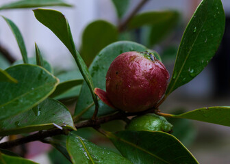 fruta, árbol, manzana, alimento, sucursal, rojo, madura, naturaleza, agricultura, hojas, huerta, salubre, otoñal, organica, fresco, hojas, explotación frutícola, fruta, verano, jugosa, fábrica, manzan