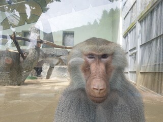 close up of a baboon