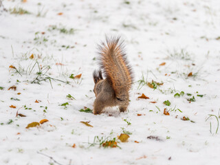 A rear view of a squirrel in grey winter coat against the snow background. The magnificent tail of a squirrel.