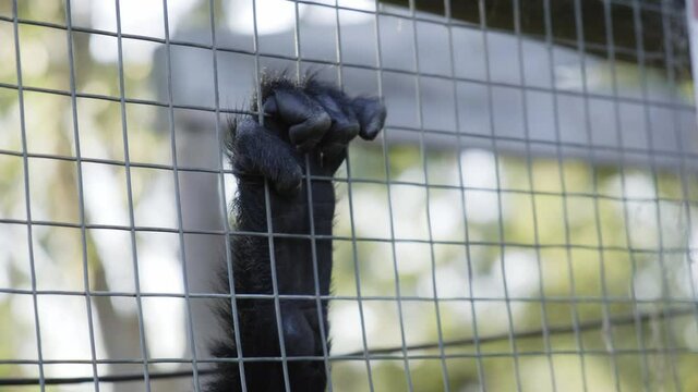 Single monkey paw grabbing hold of metal cage wire mesh fence
