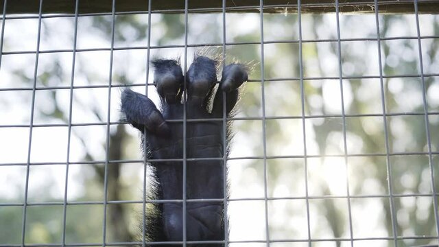 Closeup on monkey paw fingers grabbing hold of metal fence cage before leaving shot quickly