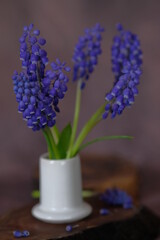 Blue mascari flowers in a white ceramic stack