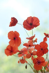 Red poppies in the field, under the blue sky