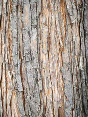 The texture of the bark of an old apple tree