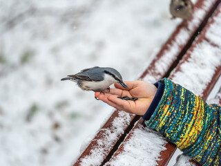 The Eurasian nuthatch sits on boy's hand