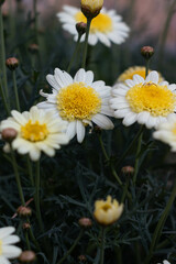 Bellis perennis, the daisy. Beautiful flowers © aldomrodriguez