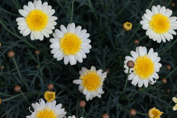 Bellis perennis, the daisy. Beautiful flowers © aldomrodriguez