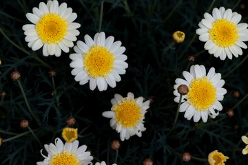Bellis perennis, the daisy. Beautiful flowers © aldomrodriguez