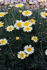 Bellis perennis, the daisy. Beautiful flowers © aldomrodriguez