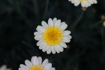 Bellis perennis, the daisy. Beautiful flowers © aldomrodriguez