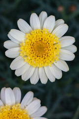 Bellis perennis, the daisy. Beautiful flowers