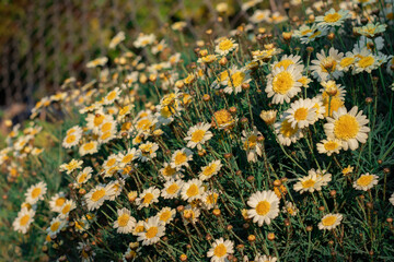 Bellis perennis, the daisy. Beautiful flowers © aldomrodriguez