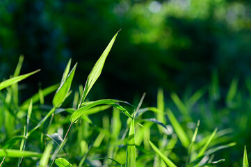 green grass with dew drops