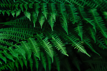 Naklejka na ściany i meble Natural blurred background of young fern leaves. Selective focus