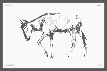 High detail hand drawn vector wildebeest sketch