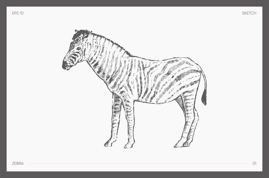 High detail hand drawn vector zebra sketch