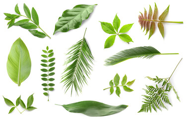 Set of different green leaves on white background