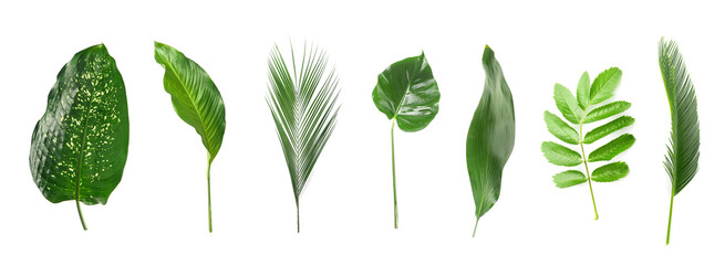 Set of different green leaves on white background