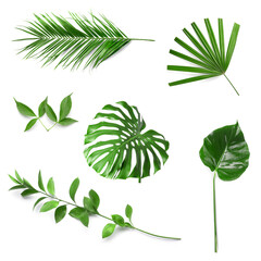Set of different green leaves on white background