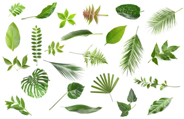 Afwasbaar Fotobehang Tropische bladeren Set of different green leaves on white background