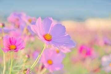 コスモス 秋桜 花 花畑