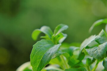 Stevia rebaudiana on green background.stevia plant.Alternative Low Calorie Vegetable Sweetener. sweet leaf sugar substitute. High quality photo