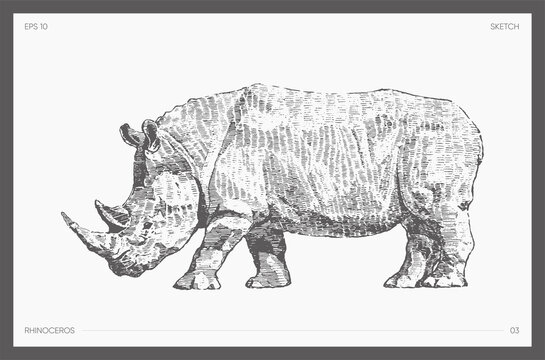 Detail drawn vector of rhinoceros realistic a sketch