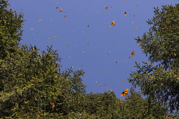 mariposas monarca 