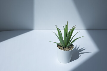cactus in Pot isolated on white table background.