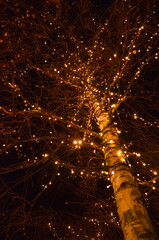 Christmas light in the night garden. 