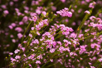 confetti bush little pink flowers coleonema pulchellum outdoors