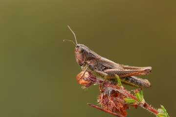 A Meadow Grasshoppers, Chorthippus parallelus, resting on a Heather plant.