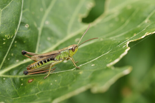 A Meadow Grasshoppers, Chorthippus parallelus, perching on a leaf in a meadow.
