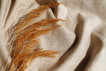 dry branches of pampas grass on a beige linen background, warm autumn background. 