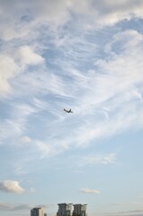 seagull in flight